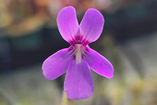 Pinguicula moranensis ssp. neovolcanica 'Pachuca' x gypsicola - Mexican Butterwort