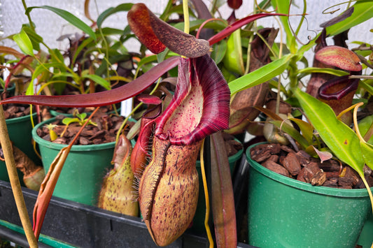 Nepenthes spathulata x spectabilis (Female) - Highland Tropical Pitcher Plant