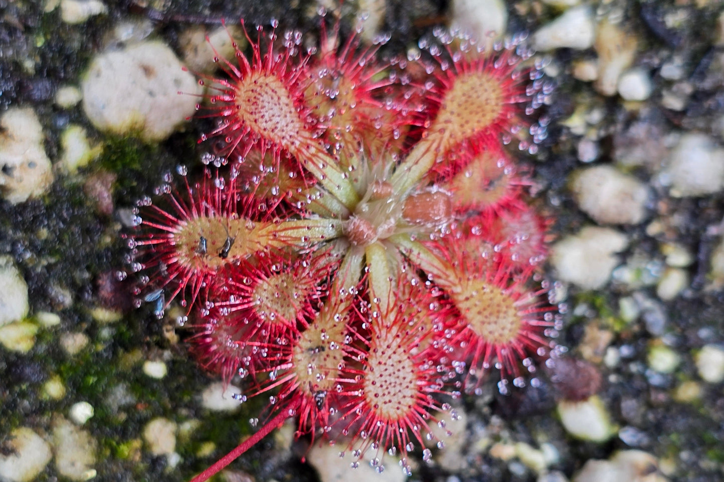 Drosera 'sp. Lantau Island' (Hong Kong) - Temperate Sundew