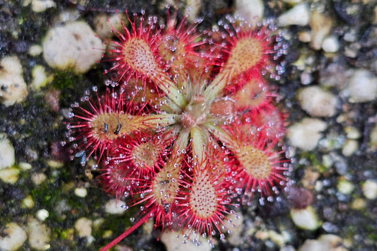 Drosera 'sp. Lantau Island' (Hong Kong) - Temperate Sundew