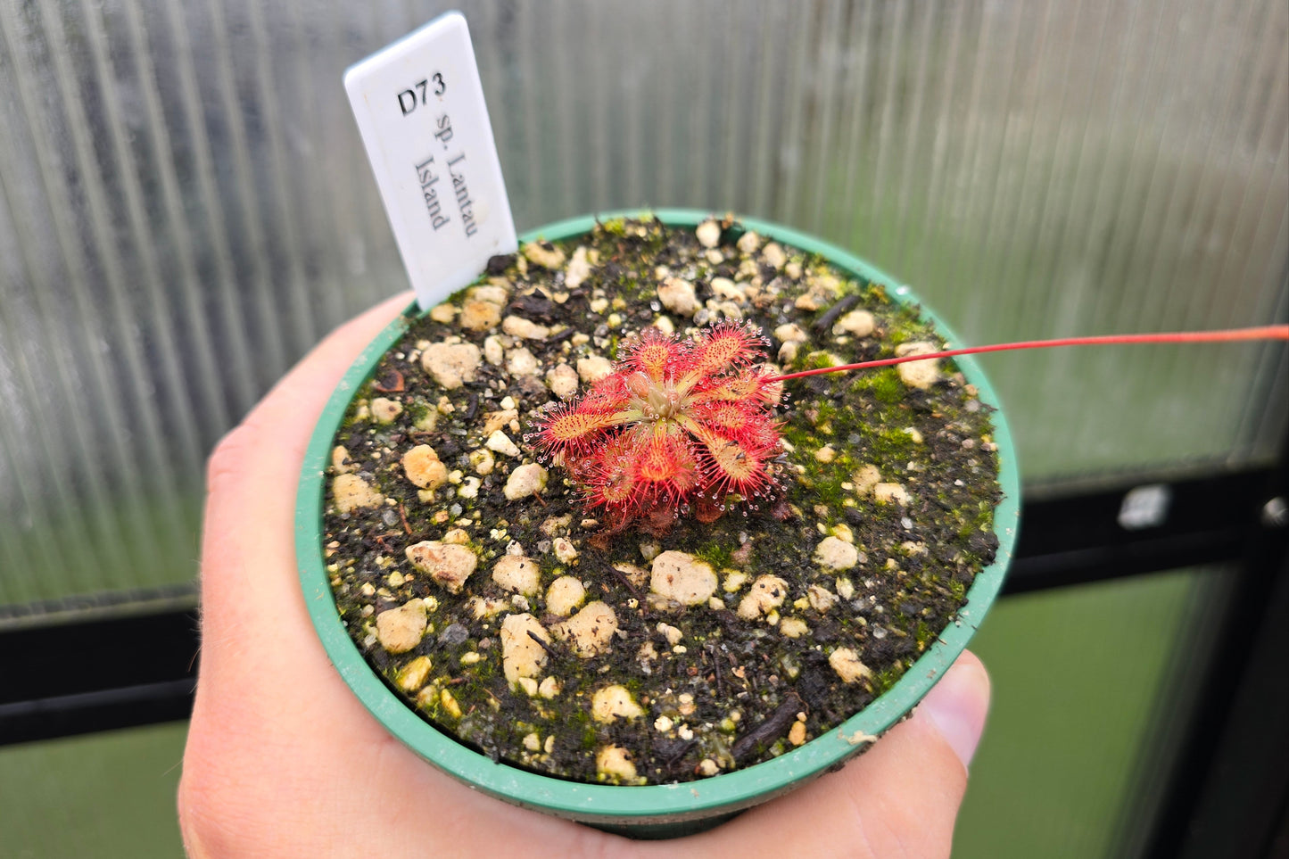 Drosera 'sp. Lantau Island' (Hong Kong) - Temperate Sundew