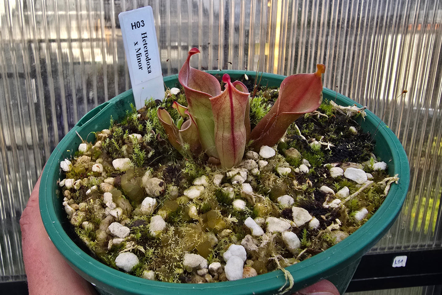 Heliamphora heterodoxa x minor - Sun Pitcher