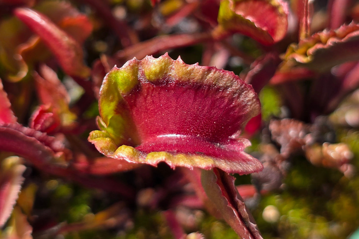 Dionaea muscipula 'AR Werewolf' - Venus Fly Trap