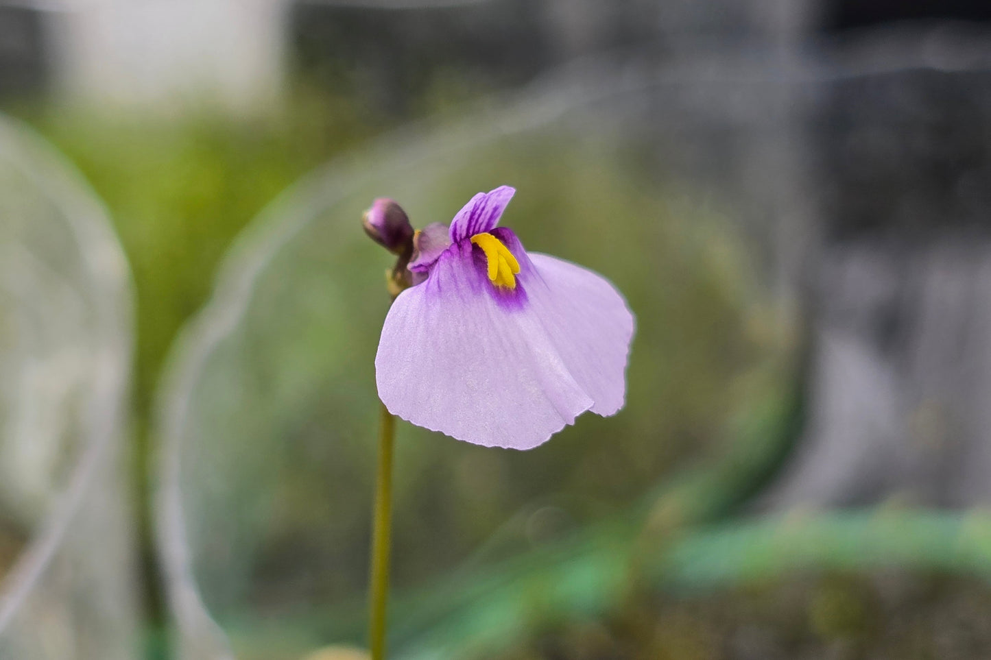 Utricularia dichotoma - S.I. West Coast Form (Hokitika, NZ) - Terrestrial Fairy Aprons Bladderwort (Copy)