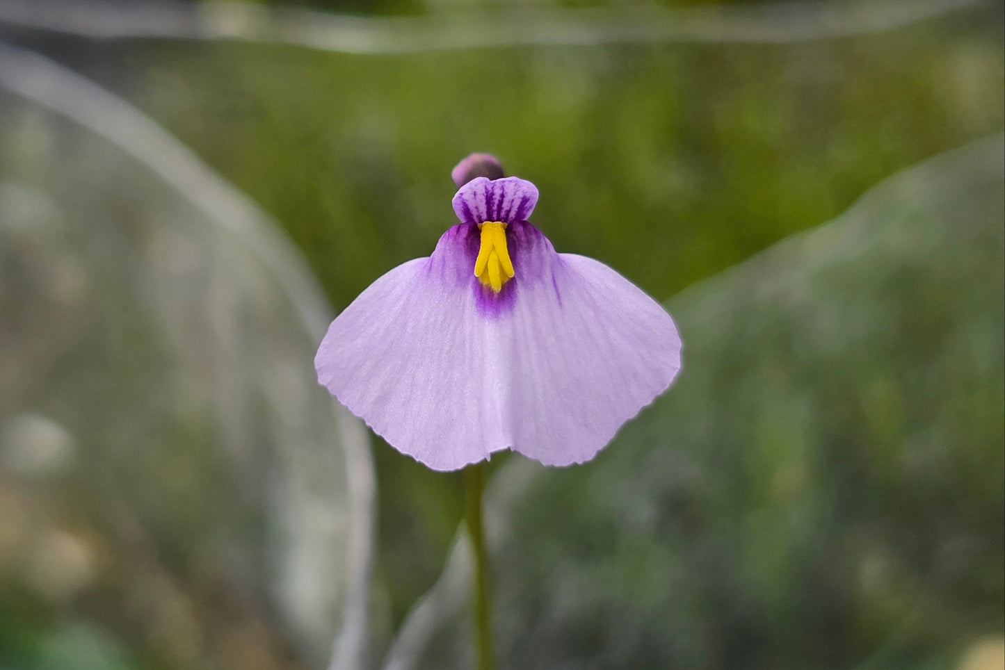 Utricularia dichotoma - S.I. West Coast Form (Hokitika, NZ) - Terrestrial Fairy Aprons Bladderwort (Copy)