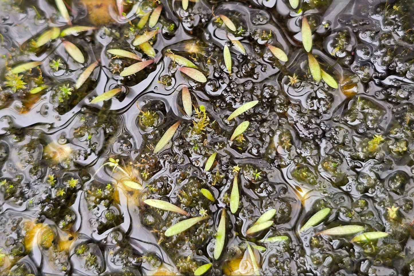 Utricularia dichotoma - S.I. West Coast Form (Hokitika, NZ) - Terrestrial Fairy Aprons Bladderwort (Copy)