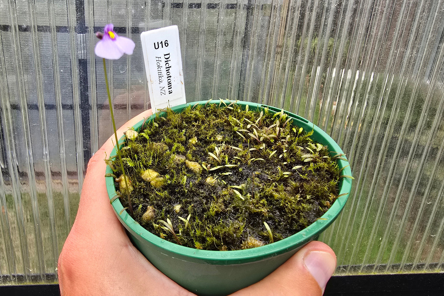 Utricularia dichotoma - S.I. West Coast Form (Hokitika, NZ) - Terrestrial Fairy Aprons Bladderwort (Copy)