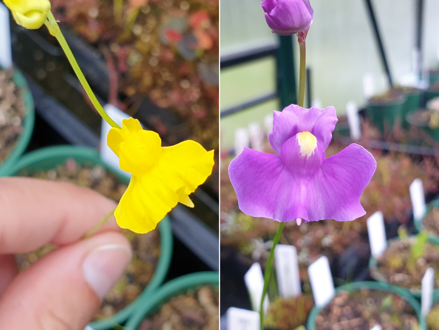 Utricularia mix - praelonga and longifolia - Tropical Bladderworts