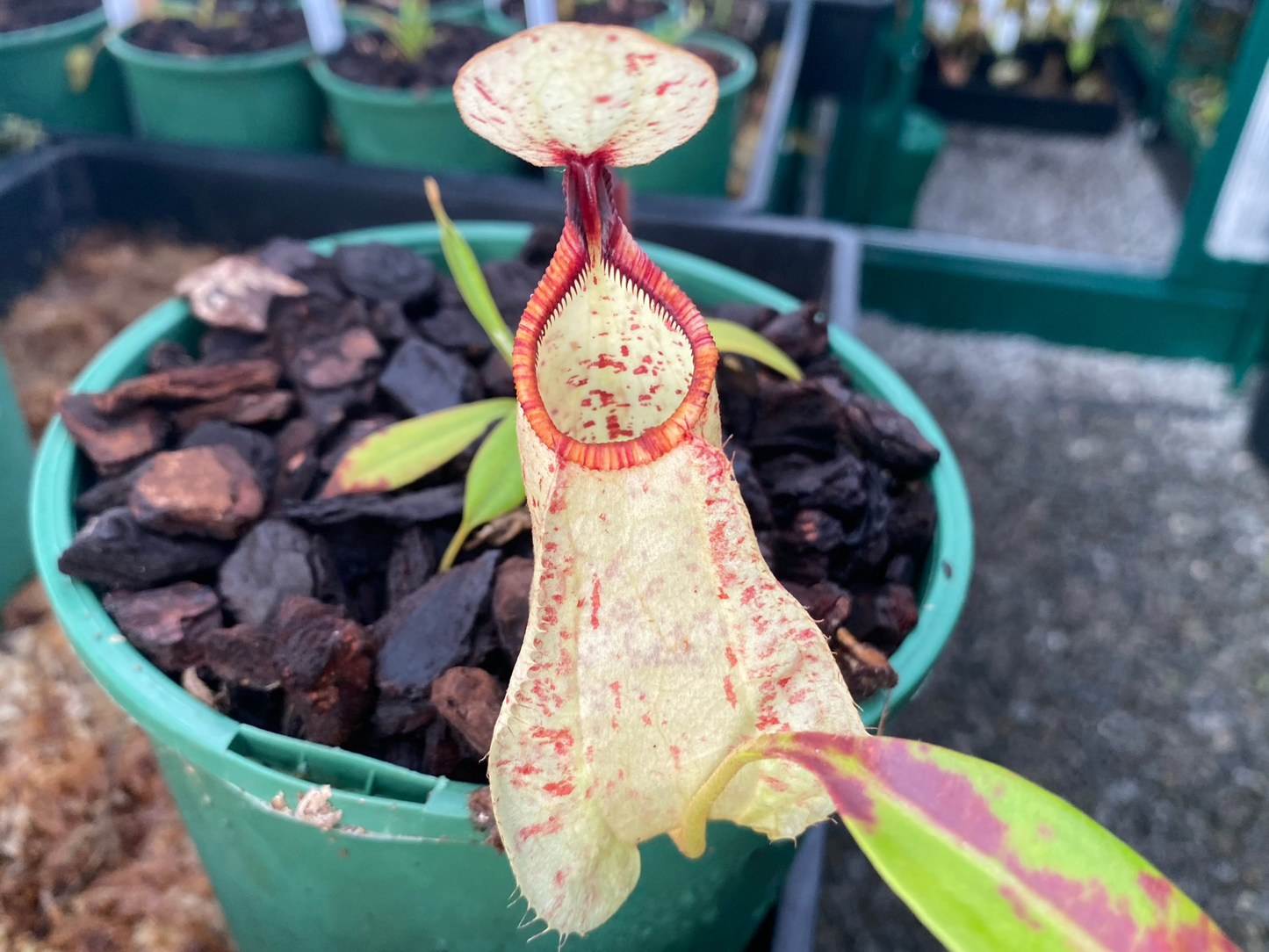Nepenthes rafflesiana 'White Form x Tricolour Form' - Lowland Tropical Pitcher Plant