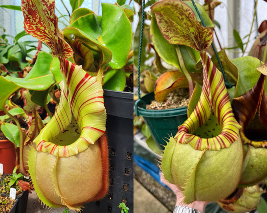 Nepenthes veitchii 'K' x ('CandyStripe' x 'Candy') - Intermediate Tropical Pitcher Plant