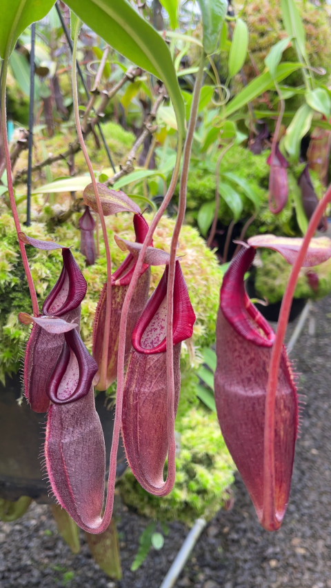 Nepenthes bongso - BE-3036  - Highland Tropical Pitcher Plant