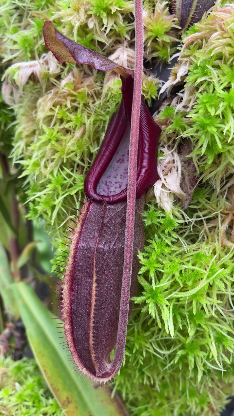 Nepenthes bongso - BE-3036  - Highland Tropical Pitcher Plant