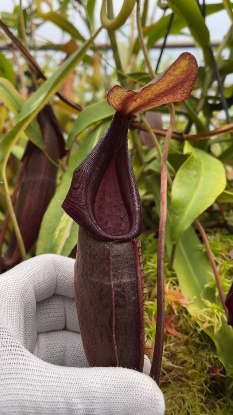 Nepenthes bongso - BE-3036  - Highland Tropical Pitcher Plant