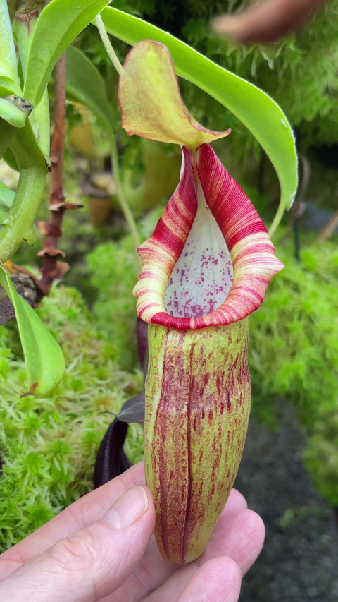 Nepenthes bongso - BE-3036  - Highland Tropical Pitcher Plant