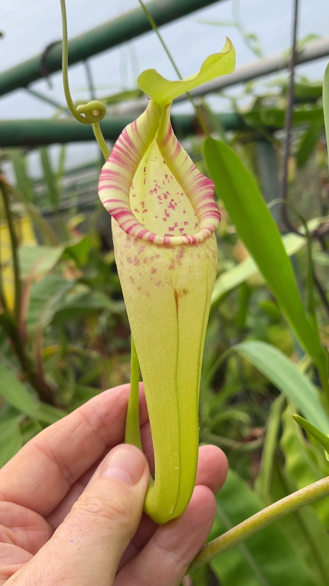 Nepenthes bongso - BE-3036  - Highland Tropical Pitcher Plant