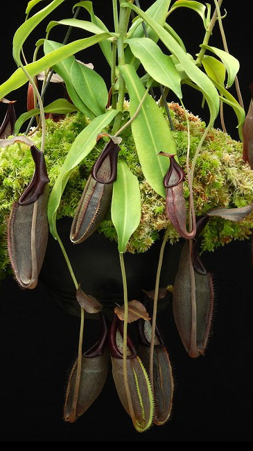 Nepenthes bongso - BE-3036  - Highland Tropical Pitcher Plant