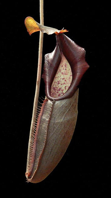 Nepenthes bongso - BE-3036  - Highland Tropical Pitcher Plant