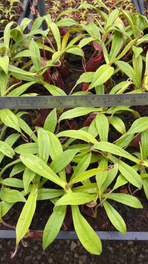 Nepenthes bongso - BE-3036  - Highland Tropical Pitcher Plant