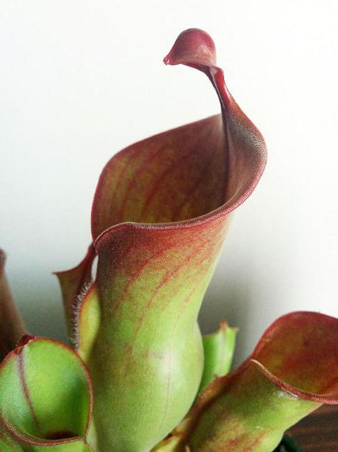 Heliamphora heterodoxa x minor - BE-3246 - Sun Pitcher