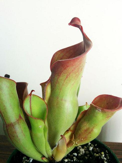 Heliamphora heterodoxa x minor - BE-3246 - Sun Pitcher