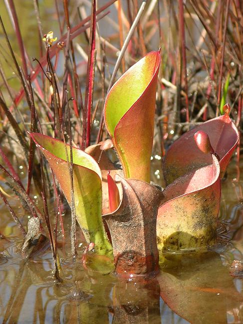Heliamphora minor - BE-3250 - Lesser Sun Pitcher