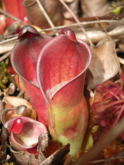 Heliamphora minor - BE-3250 - Lesser Sun Pitcher