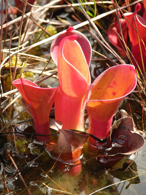 Heliamphora minor - BE-3250 - Lesser Sun Pitcher