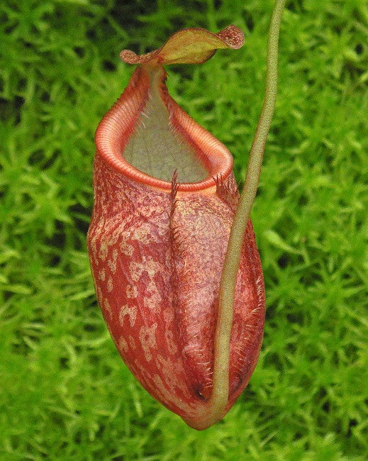 Nepenthes gymnamphora - BE-3908 - Intermediate Tropical Pitcher Plant