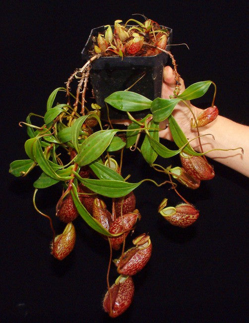 Nepenthes gymnamphora - BE-3908 - Intermediate Tropical Pitcher Plant