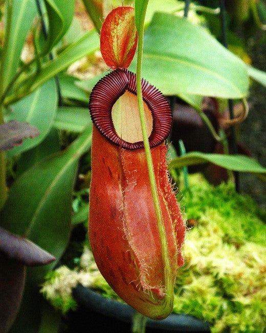 Nepenthes ampullaria x hamata - BE-3948 - Intermediate Tropical Pitcher Plant
