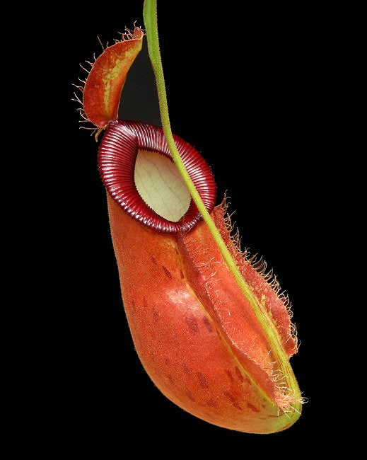 Nepenthes ampullaria x hamata - BE-3948 - Intermediate Tropical Pitcher Plant