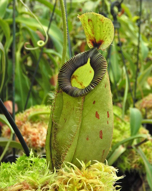 Nepenthes ampullaria x hamata - BE-3948 - Intermediate Tropical Pitcher Plant