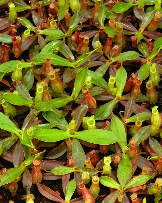 Nepenthes ampullaria x hamata - BE-3948 - Intermediate Tropical Pitcher Plant