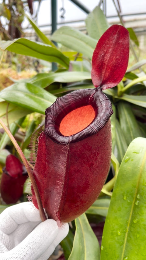 Nepenthes 'Dark Secret' - BE-4656 - Lowland Tropical Pitcher Plant