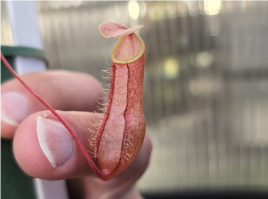 Nepenthes bellii - Lowland Tropical Pitcher Plant