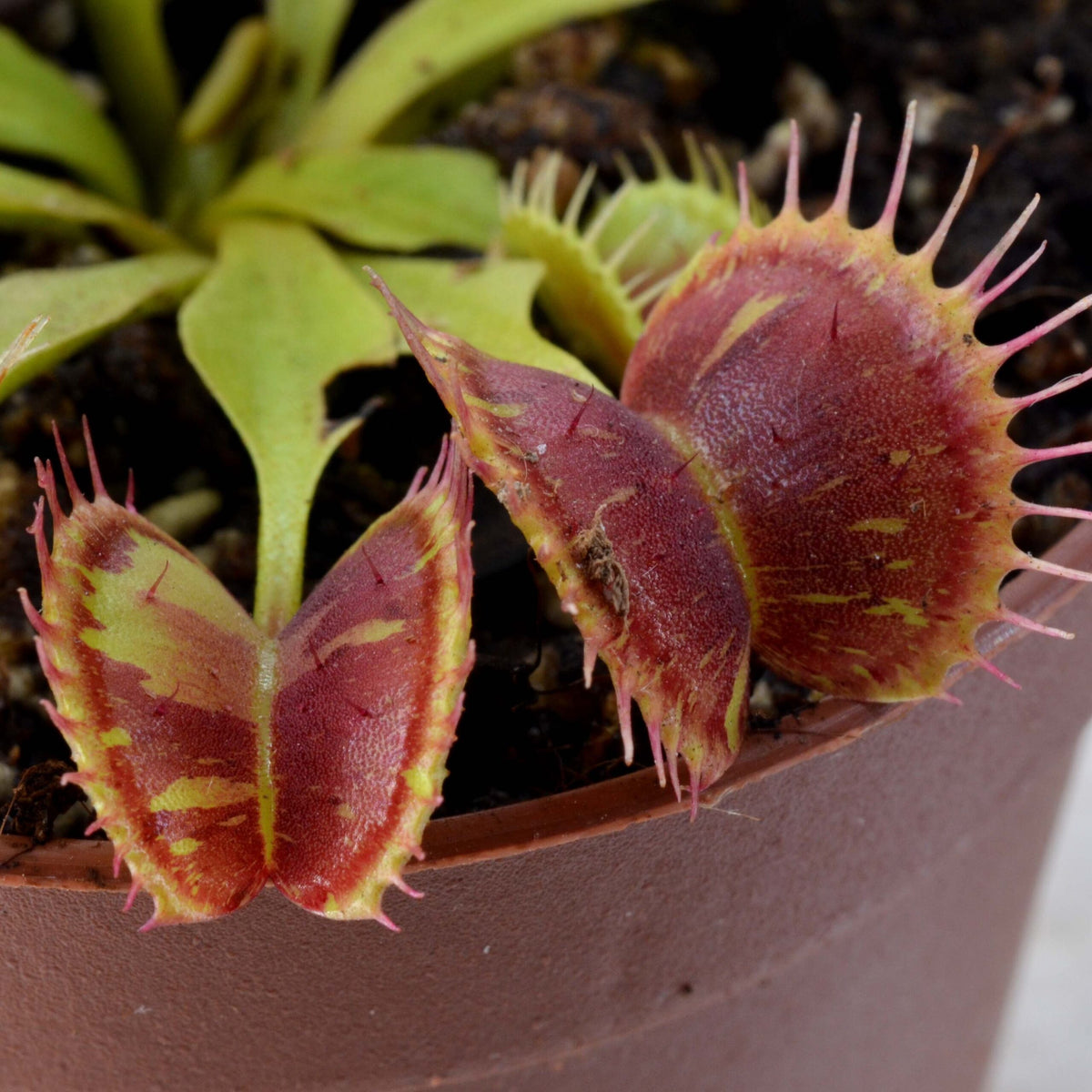 Dionaea muscipula 'Suspiria Spotted' - Venus Fly Trap