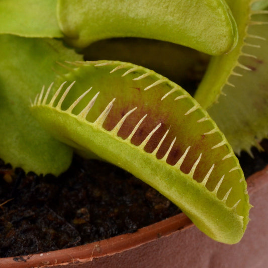 Dionaea muscipula 'Alien' - Venus Fly Trap