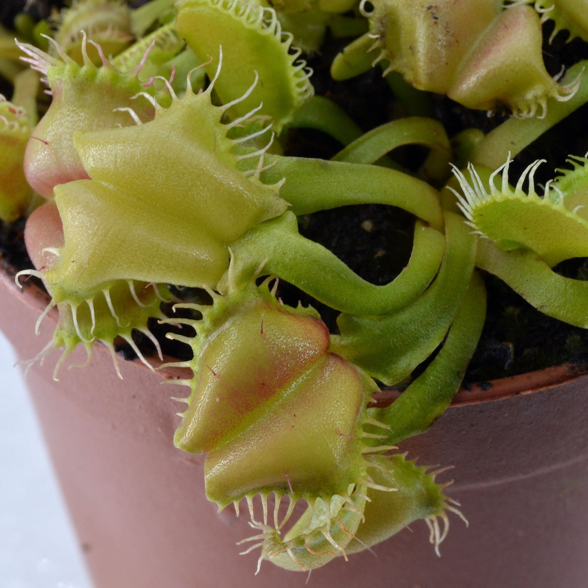 Dionaea muscipula 'Angelwings' - Venus Fly Trap