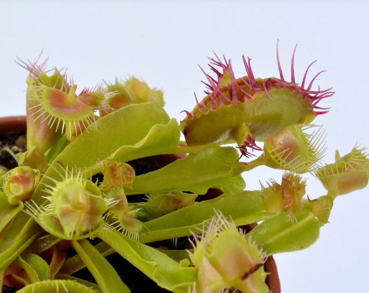 Dionaea muscipula 'Autokrator' - Venus Fly Trap