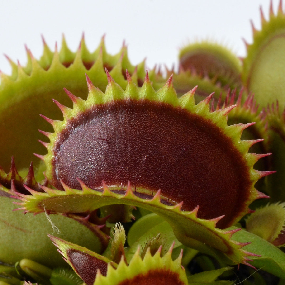 Dionaea muscipula 'Big Dracula' - Venus Fly Trap