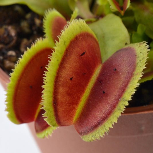 Dionaea muscipula 'Bristle Tooth' - Venus Fly Trap