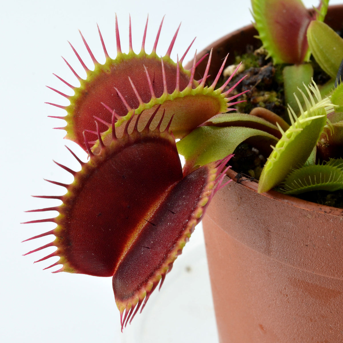 Dionaea muscipula 'DC XL’ - Venus Fly Trap