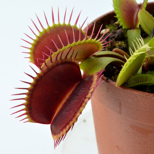 Dionaea muscipula 'DC XL’ - Venus Fly Trap