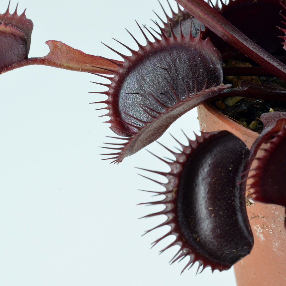 Dionaea muscipula 'Dark Knight' - Venus Fly Trap