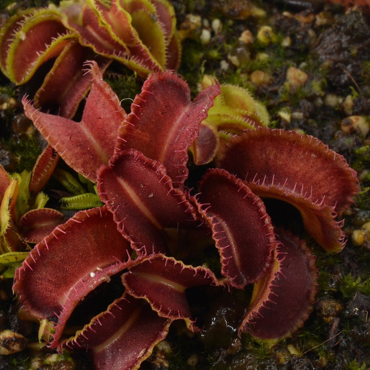 Dionaea muscipula 'Kim Jong Il' - Venus Fly Trap