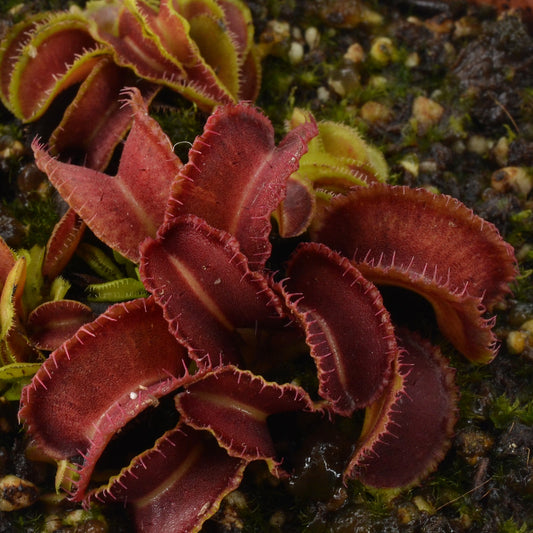 Dionaea muscipula 'Kim Jong Il' - Venus Fly Trap