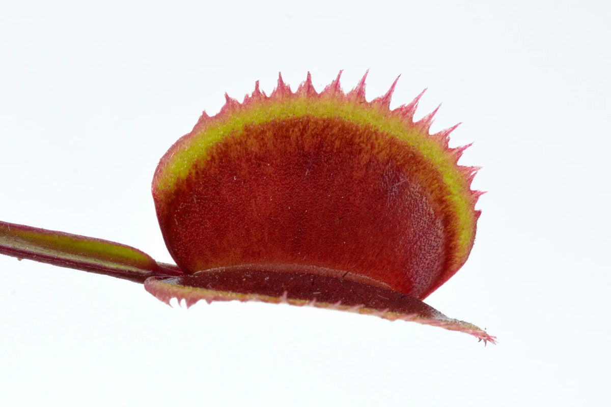 Dionaea muscipula 'Red Piranha' - Venus Fly Trap