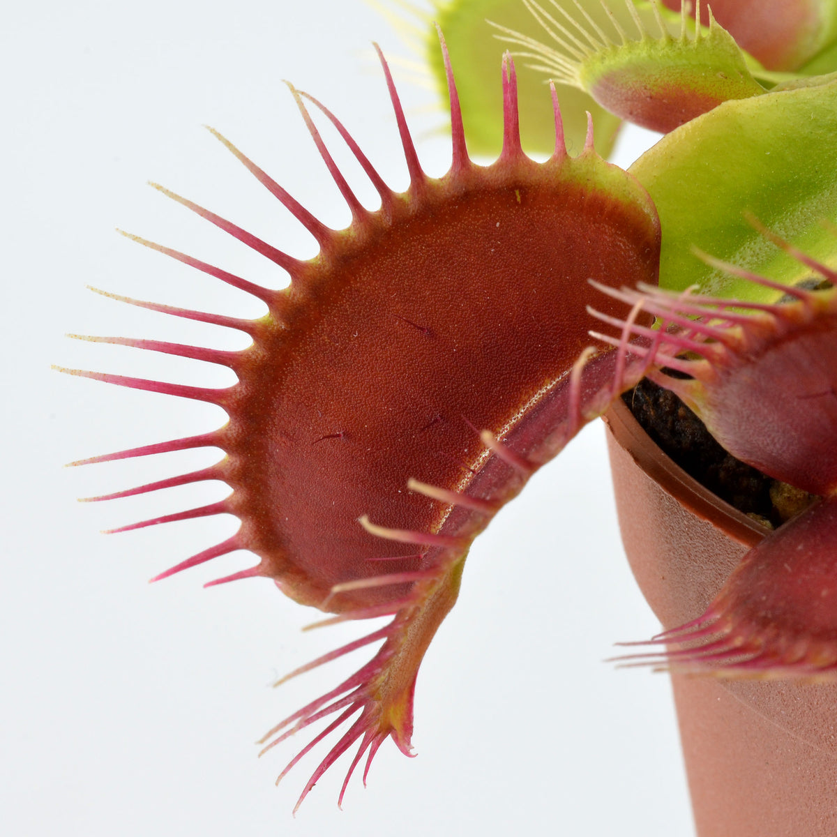 Dionaea muscipula 'SD Kronos' - Venus Fly Trap