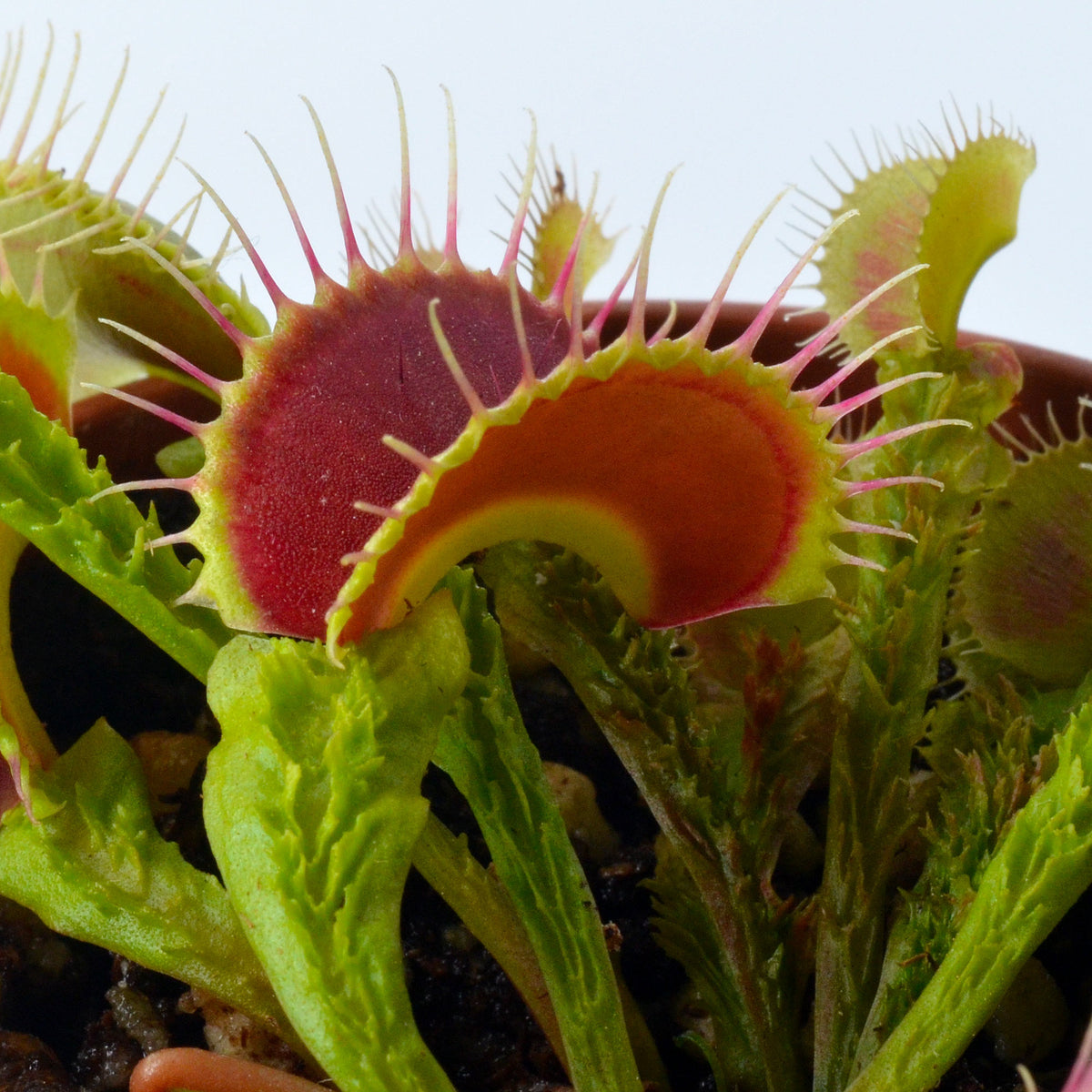 Dionaea muscipula 'Schuppenstiel I' - Venus Fly Trap