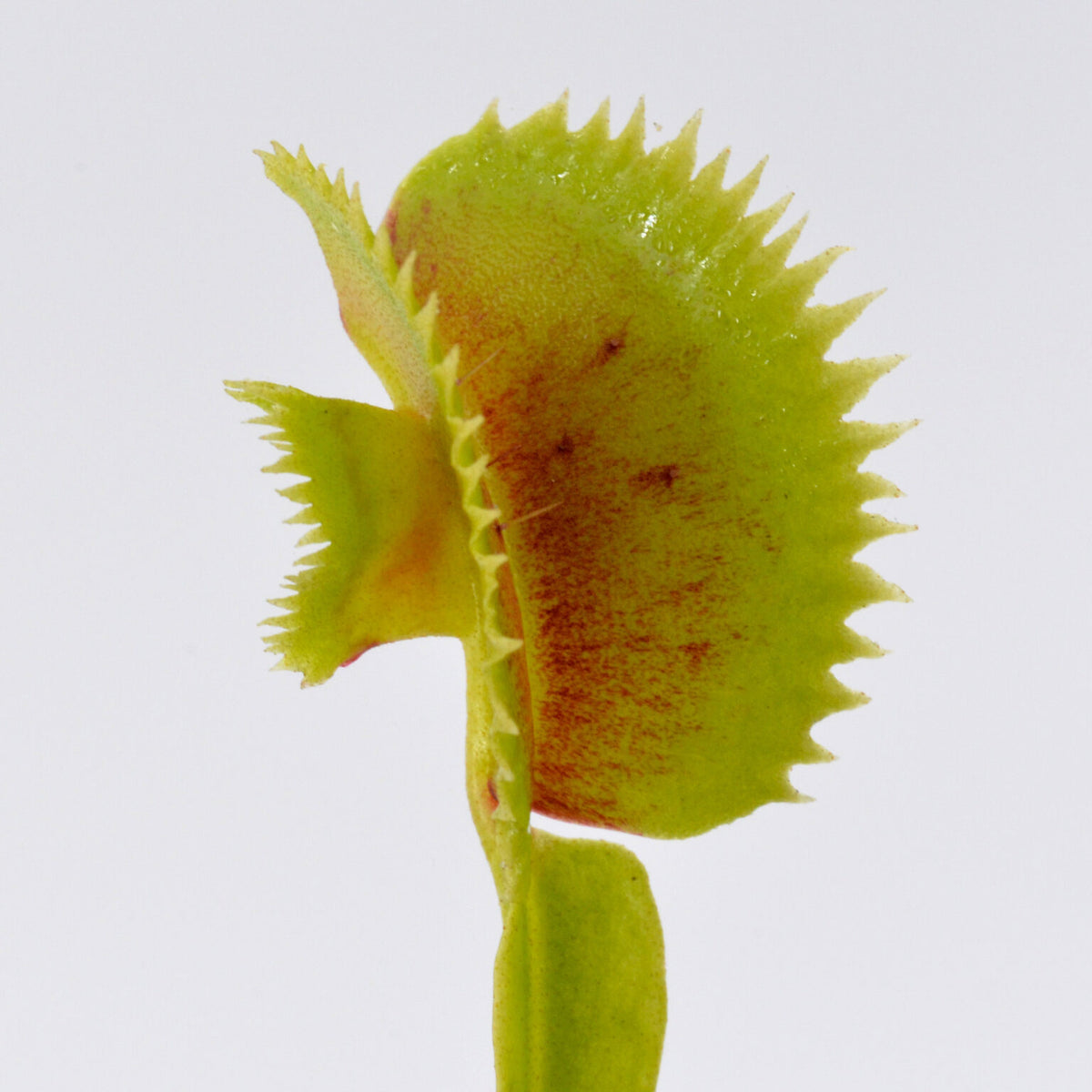 Dionaea muscipula 'Shark Mirror' - Venus Fly Trap